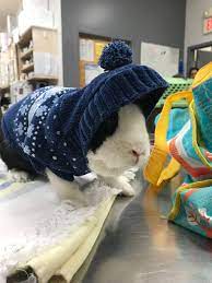 Bunny Domino Came In To See Dr Somjen All Dressed For The Cold Weather Learn More About Pet Rabbit Care Here Pet Rabbit Care Animal Hospital Pet Safety