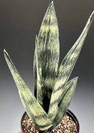 Sansevieria Aubrytiana Shark Fin Sansevieria Snake Plant Mother In Law Tongue 2 Gallon Sansevieria Plant Sansevieria Snake Plant