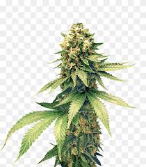 А семена выбрасывают, так как при курении они стреляют и. Cannabis Haze Seed Kompaniya Gollandskij Kannabis Dymka Konoplya Semya Semena Png Pngwing
