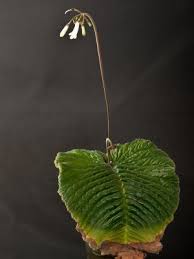 Image result for Streptocarpus hirticapsa