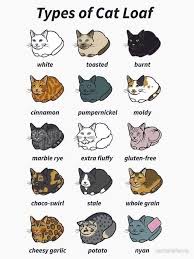 The Ultimate Guide Meow Moe Cute Cat Memes Cat Memes Funny Cat Memes