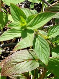 Image result for Spermacoce natalensis