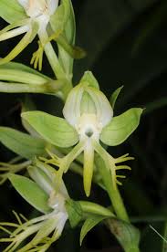Image result for Habenaria petitiana