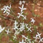 Image result for Kohautia caespitosa