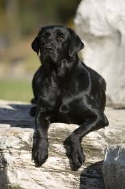 Image result for labrador retrívr