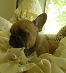 The search tool above returns a list of breeders located. French Bulldog Puppies For Sale In Mishawaka Indiana Classified Hoodbiz Org