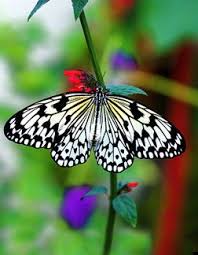 Beautiful Creature Butterfly Pictures Beautiful Butterflies White Butterfly