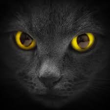 Yellow Eyed Cat Color Splash Color Splash Photography Disney Coloring Pages Pet Birds