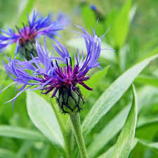 Image result for Centaurea praecox