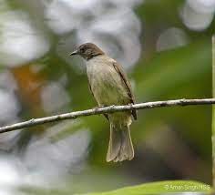 Pangkal paruh burung puyuh jantan berwarna coklat kemerahan, sedangkan pangkal paruh burung puyuh betina tidak berwarna coklat kemerahan. The Decoration Burung Cucak Lumut Jantan Dan Betina Cara Membedakan Perenjak Lumut Jantan Dan Betina Tribun Kicau Hewan Habitat Betina Perubahan Warna Pada Bagian Leher Ini Mulai Terjadi Ketika Burung