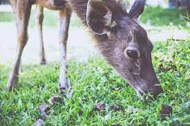 Check spelling or type a new query. Do Deer Eat Carrots And How To Attract Or Deter Them My Backyard Life