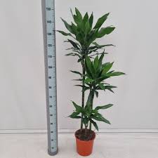 Image result for Dracaena steudneri