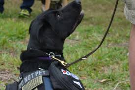 How much does it cost to get a service dog. Bill Would Cover Cost Of Service Dogs For Veterans With Ptsd Military Com