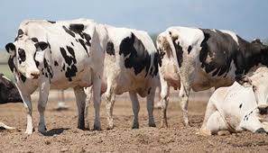 Pin On Farm Animals