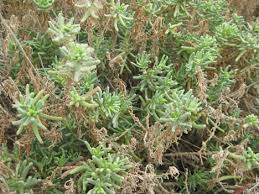 Image result for Suaeda sp. B