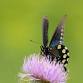 Fall Butterfly Count — Blue Ridge Discovery Center