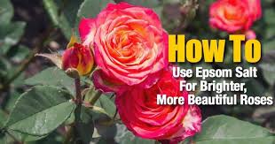 Foliage is bright glossy green. How To Use Epsom Salt For Brighter More Beautiful Roses