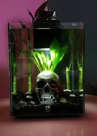 My Fluval Chi Tank Fish Tank Decorations Betta Tank Betta Fish Tank