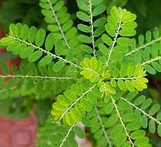 Phyllanthus sp (Филлантус sp) - Florariumplants