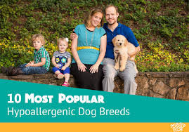 According to the american college of allergy, asthma, and immunology, as much as 10% of the u.s. 10 Best Hypoallergenic Dog Breeds For Kids And People With Allergies
