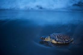 As a highly migratory species, they inhabit a wide range of habitats, from the open ocean to lagoons and even mangrove swamps in estuaries. Hawksbills See Turtles