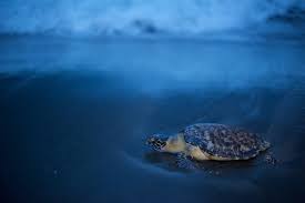 Hawksbill turtles are one of the seven alive marine turtles' species which currently exist on our planet. Hawksbills See Turtles