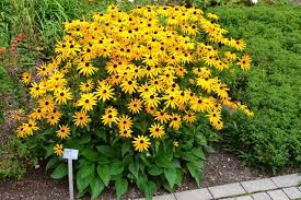 Gewohnlicher Sonnenhut Medienwerkstatt Wissen C 2006 2015 Medienwerkstatt Pflanzen Sonnenhut Blume Stauden