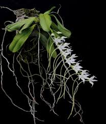 Image result for Aerangis