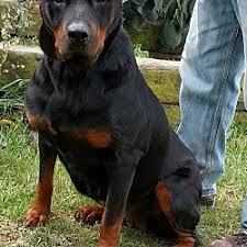 Find dogs and puppies from washington breeders. Rottweiler Puppies For Sale In Ohio Adoptapet Com