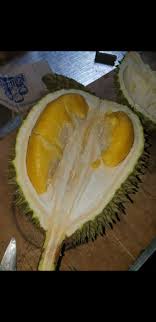 Durian yang sangat dikenal masyarakat dan durian mania karena terkenal hace un año. Local Guides Connect Durian King Of Fruits Local Guides Connect