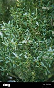 Image result for Maytenus