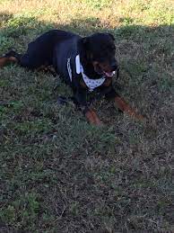 To find rottweiler puppies for sale in texas browse our list below. Rottweiler For Sale In Waco 15 Petzlover