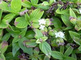 Image result for Spermacoce princeae