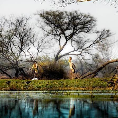 Keoladeo National Park Image 3