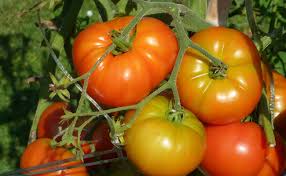 Variété de tomate cerise rose, hyper productive, donnant des bouquets d'une cinquantaine de la tomate cultivé, lycopersicon lycopersicum l., est une plante herbacée de la famille des solanacées. Origine Et Histoire De La Tomate