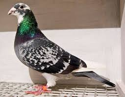 Pin By Desmond Robain On Guvercin In 2020 Racing Pigeons Homing Pigeons Pigeon