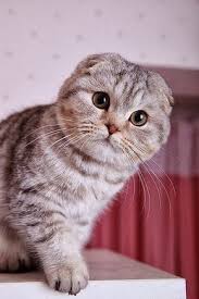 10 Most Popular Flat Faced Cat Breeds In The World Samoreals Cats Cat Scottish Fold Beautiful Cats