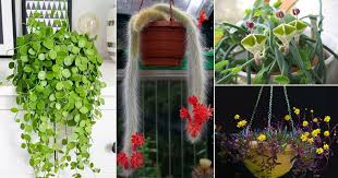 Green succulent with yellow flowers. 19 Best Trailing Succulents For Hanging Baskets Balcony Garden Web