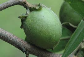 Image result for Diospyros mespiliformis