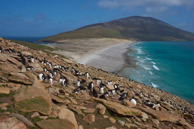 Falkland Islands Travel Information and Guide | Bradt Guides