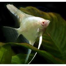Angelfish air tawar memiliki sirip ekstra panjang yang terlihat seperti sayap pada malaikat (angel). Bandung Ikan Hias Manfish Albino Angelfish Air Tawar Shopee Indonesia