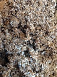White fungus or candidiasis is a fungal infection caused by a yeast (a type of fungus) called candida. My Small Raised Bed Is Fu 177028 Ask Extension