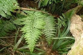 Image result for Asplenium gemmiferum