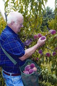The natural way, which often includes sowing the seeds outside in autumn, or through assisted germination, which is initially done indoors. Growing Fruit Trees From Seeds Organic Gardening Mother Earth News Growing Fruit Trees Peach Trees Fruit Garden