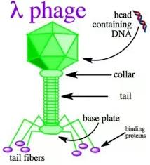 Bacteria serve as natural hosts, with transmission achieved through passive diffusion. How Are Bacteriophages Used As Vectors Quora