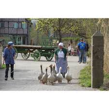 Ecomusee D Alsace Ungersheim Horaires D Ouverture Taifs Visite Avis Visite Musee Des Beaux Arts Musee