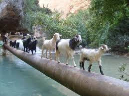 Kayaci Valley S Goats Erdemli Mersin Turkey Photo By Ugur Dovmeci Kayaci Is A Village In Erdemli District Of Mersin Provinc Keciler Hayvan Barinagi Hayvan
