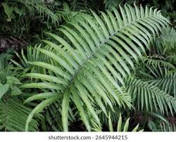 Image result for Pneumatopteris