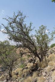 Image result for Ximenia afra