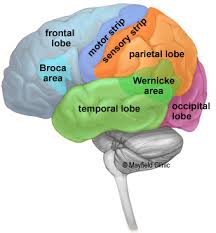 Image result for brain